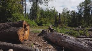 Why Choose Our Tree Removal Services in Delta Junction, AK?