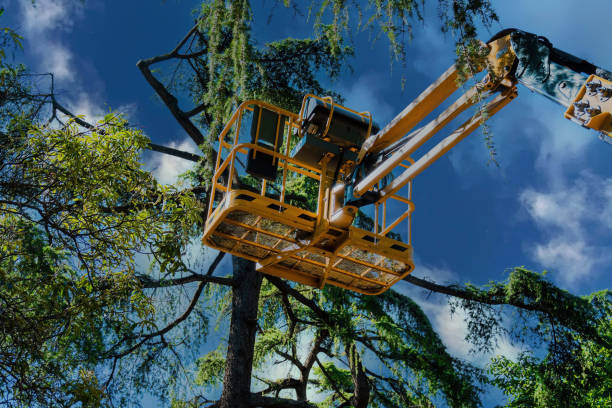 Best Hazardous Tree Removal  in Delta Junction, AK